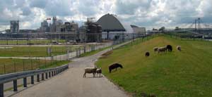 sheep on the cycleway on the Dutch coast