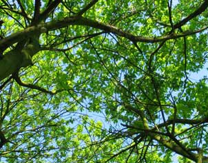 trees cast shade from leafy canopy