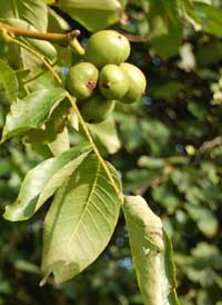 Walnuts growing on a walnut tree