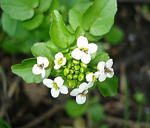 Growing watercress - the wild kind