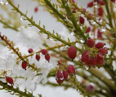 wild bird feeder: mahonia provides winter food