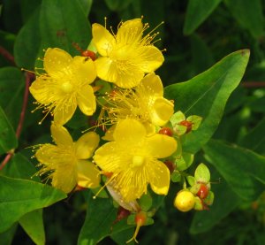 St John's Wort