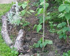 wood log edging of mulched garden