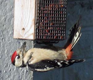 wild bird feeder: woodpeckers sometimes come to the bird feeder