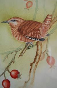 wren