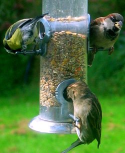 three birds enjoying the bird feeder