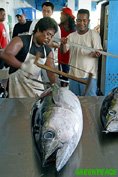yellow fin tuna