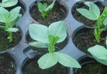 broad beans seedlings