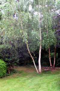 birch trees in a lawn