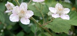 blackberry flowers