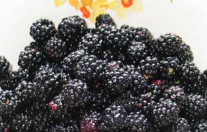 fresh wild blackberries