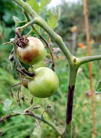 growing tomato plants - a blighted tomato plant