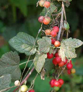 bryony fruit on flowering redcurrant