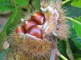sweet chestnuts ready to fall
