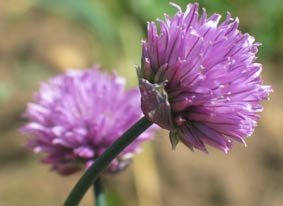 salad ingredients  - chive flowers