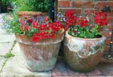 containers with geraniums