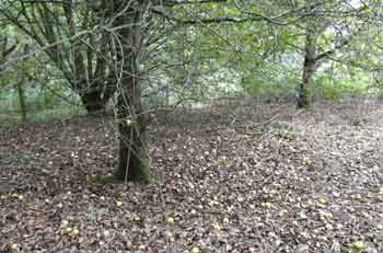 crabapple tree with fallen fruit