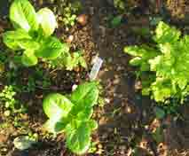crisphead seedlings and an oakleaf lettuce