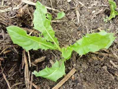 young dandelion seen from above