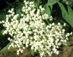 Elder flowers