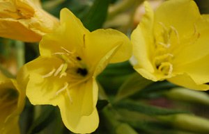 evening primrose flowers