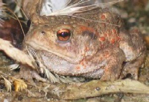 common toad in garden debris