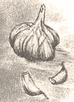 garlic with loose cloves drawing