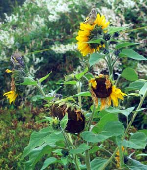 sunflowers with visiting godfinches