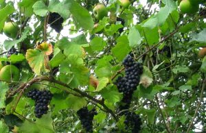 grapes growing in apple tree