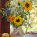 green gardening - sunflowers are an asset for birds and humans