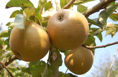 russet apples growing in garden