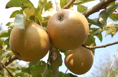 Egremont russets on tree