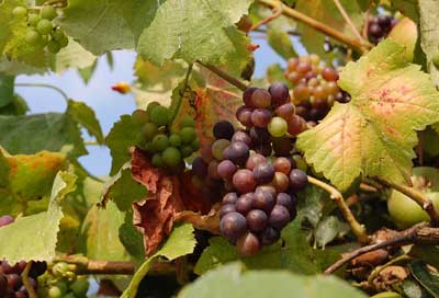 grapes growing in an apple tree