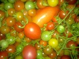 growing tomato plants - a profusion of varieties of homegrown tomatoes