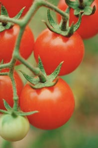 growing tomato plants - tomatoes on the vine