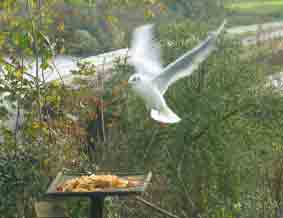 gull feeding on pasta on bird table