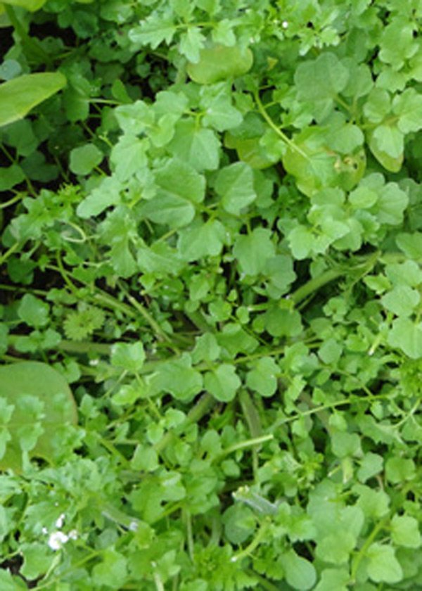 Hairy bittercress in the greenhouse