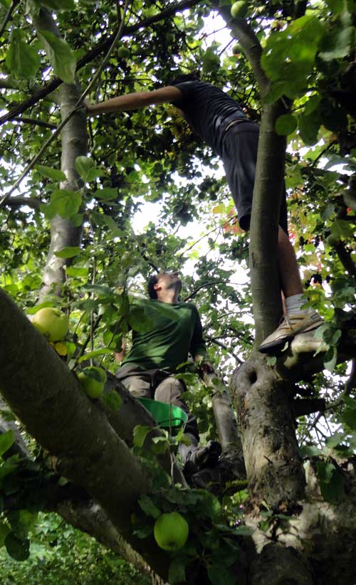 harvesting apples