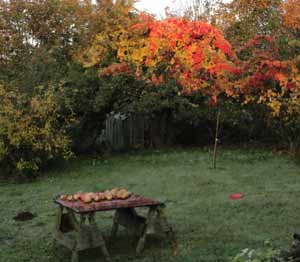 Concord grapevine in autumn