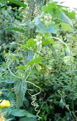 white bryony climbing a nettle