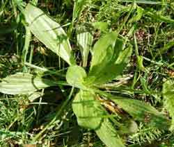 Plantago major - waybread or greater plantain