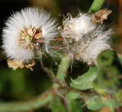 sowthistle seeds