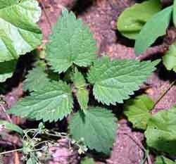 young nettle