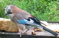 jay on the bird table