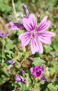 mallow flowers