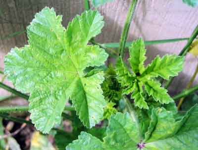 young marsh mallow leaves