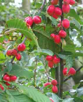 crabapple fruit