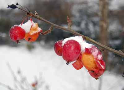 crabapples in the snow