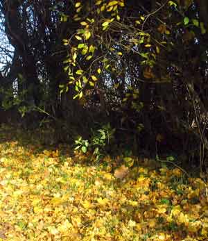 field maple and blackthorn autumn leaves