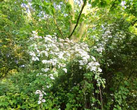 Woods in May